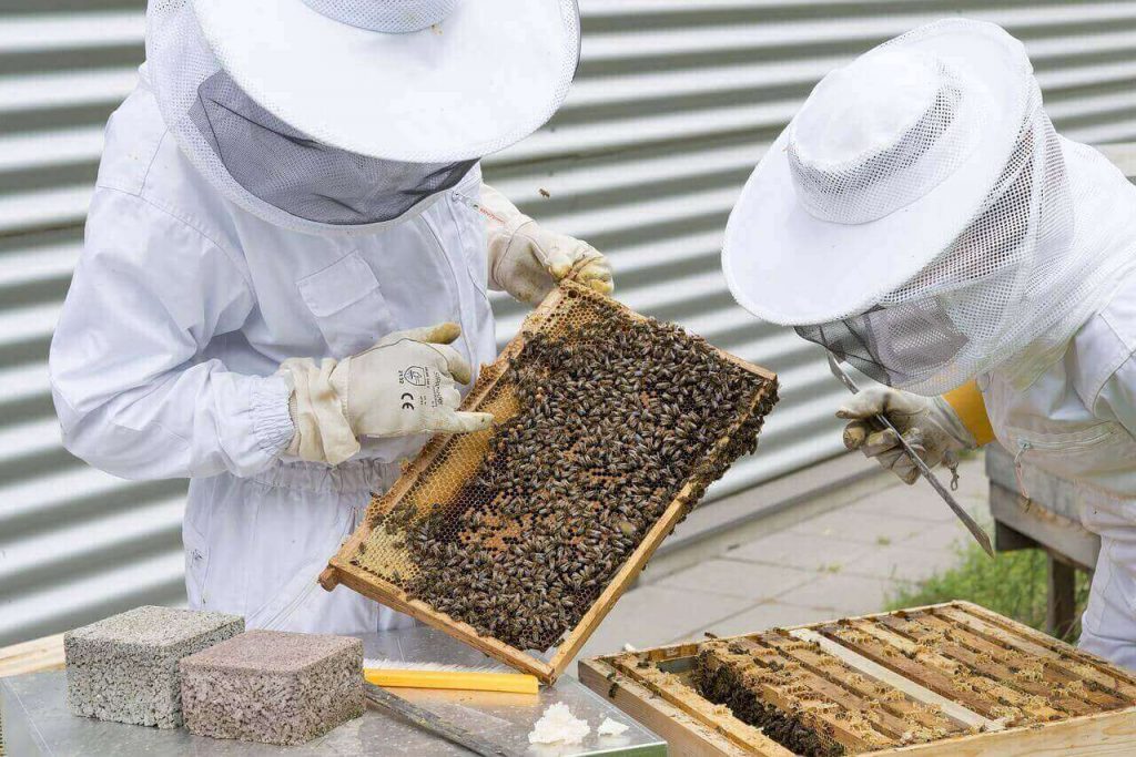 beekeeping courses for beginners melbourne