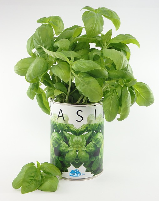 Herbs in Container